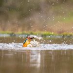 Kingfisher with catch